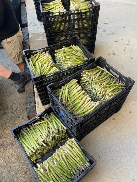 asparagus