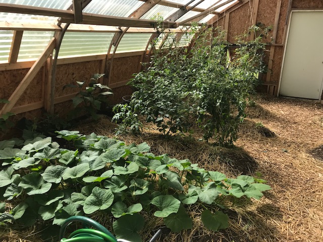 Plants inside the Traverse Heights greenhouse