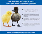 poultry-thumbnail poultry thumbnail