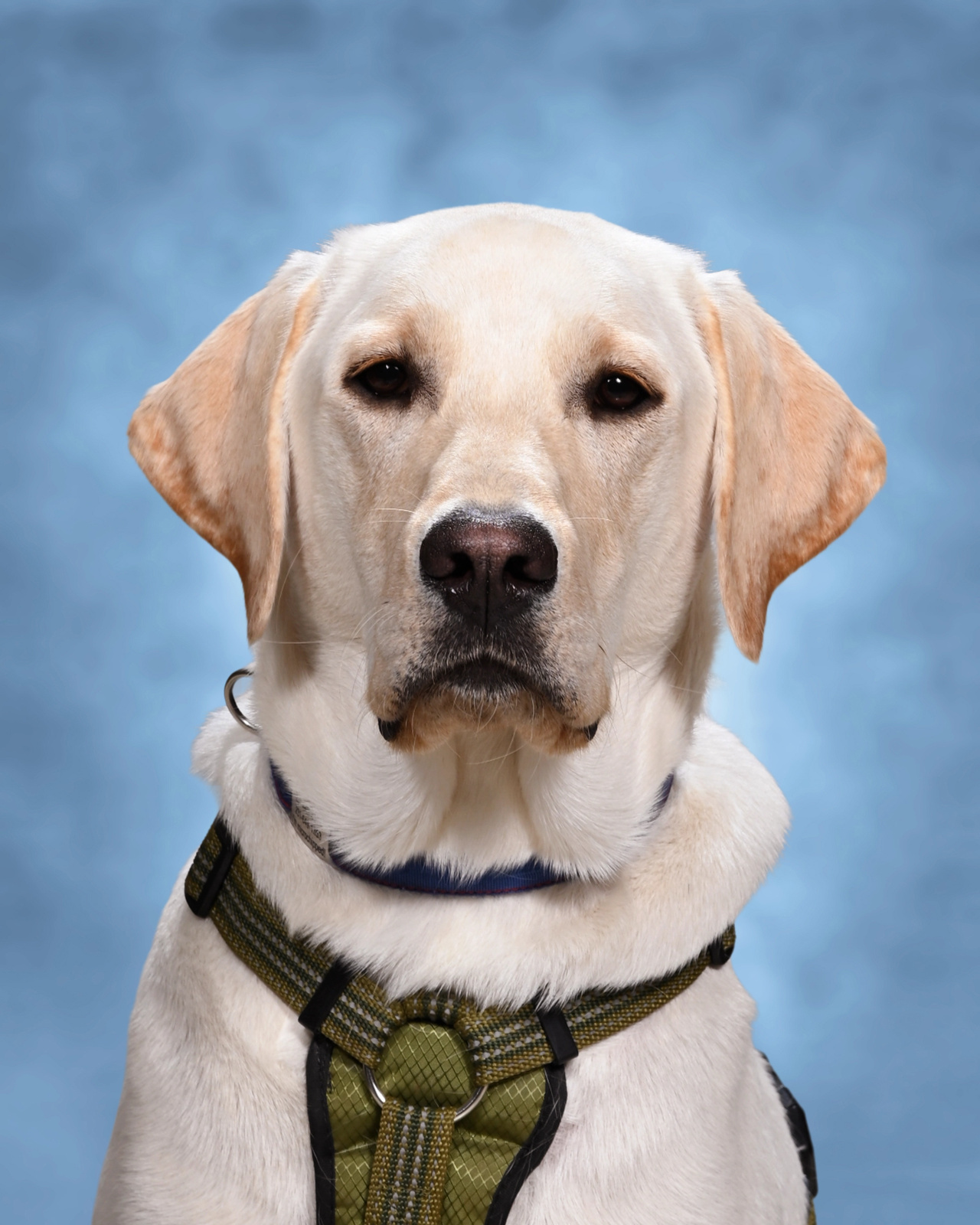 Picture of therapy dog, Gus.